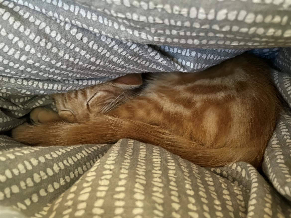 Huskat Manfred billede 5