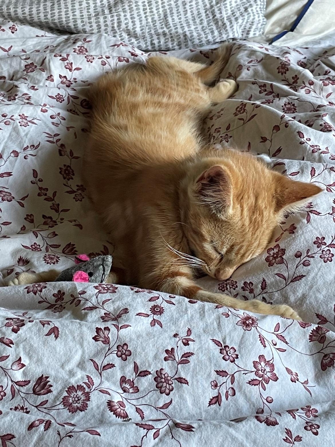 Huskat Manfred billede 6