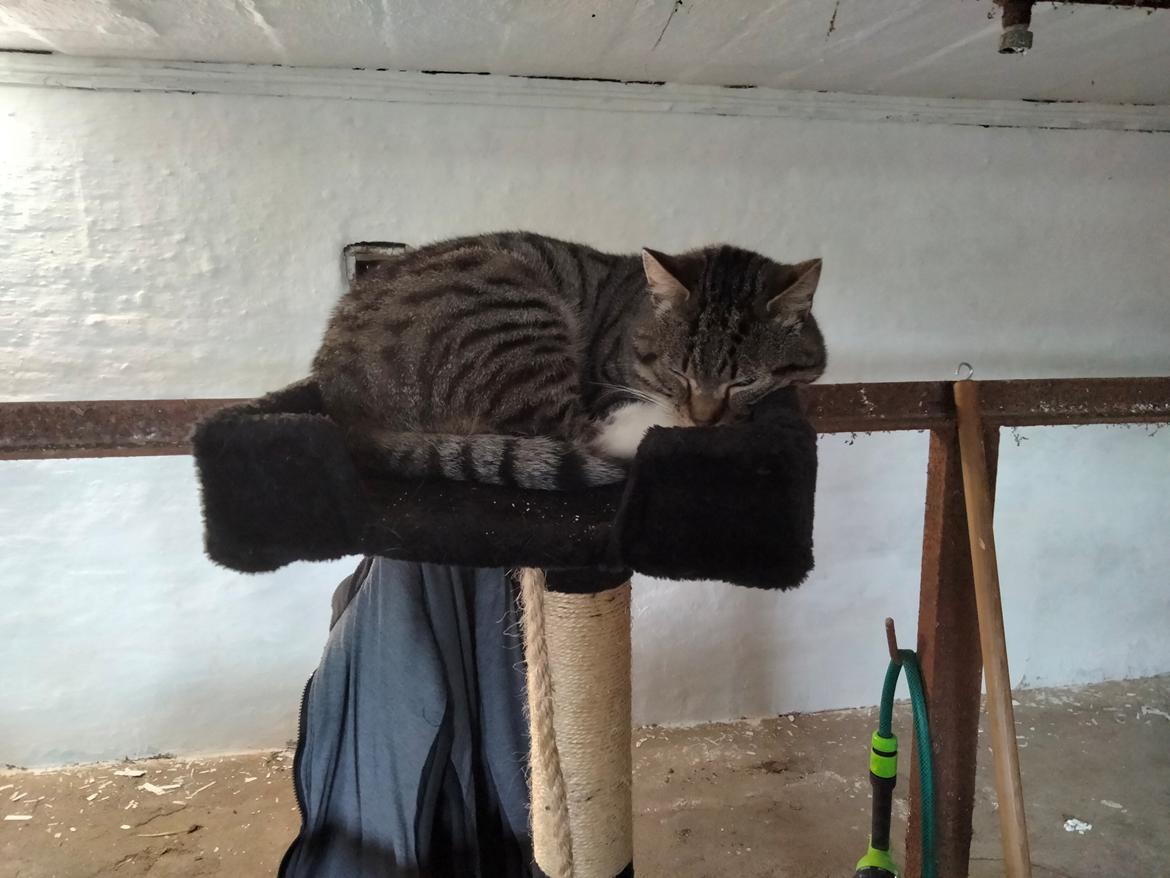 Huskat Lucky billede 45