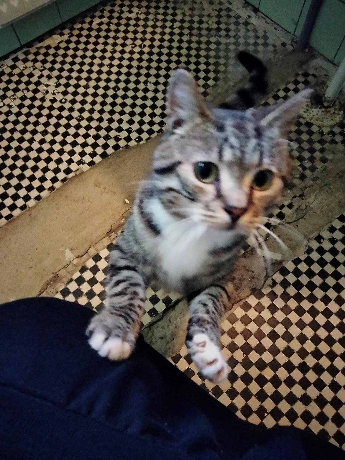 Huskat Lucky billede 48