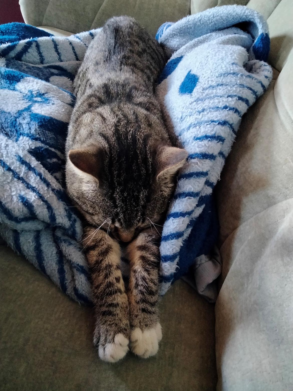 Huskat Lucky billede 47