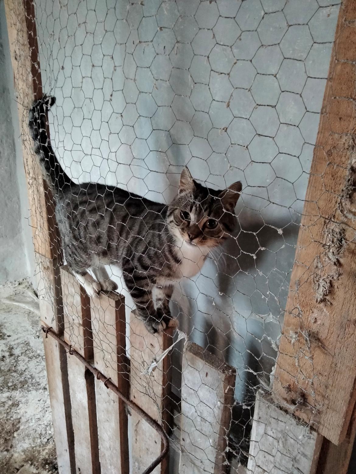 Huskat Lucky billede 46