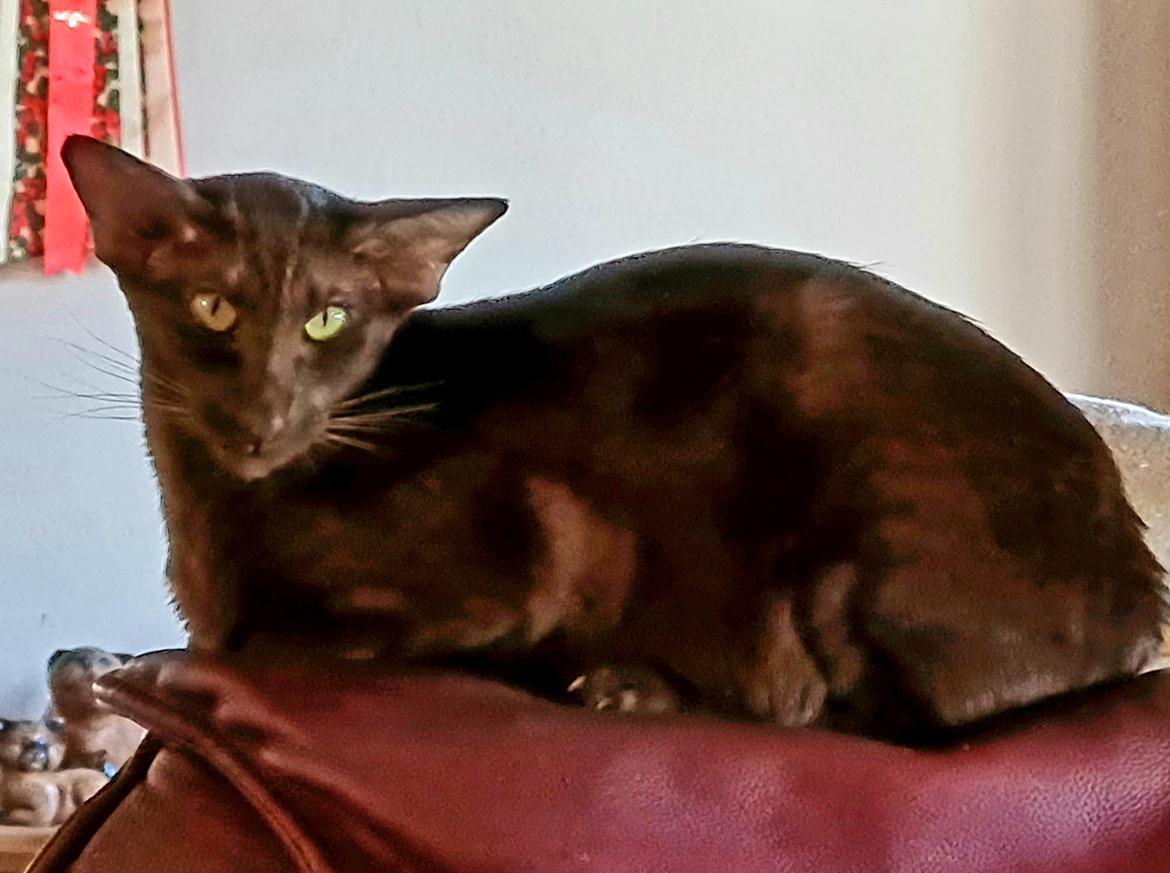 Orientaler Veslegards Cecilia "Cille" billede 1