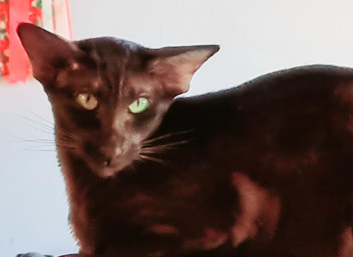 Orientaler Veslegards Cecilia "Cille" billede 2