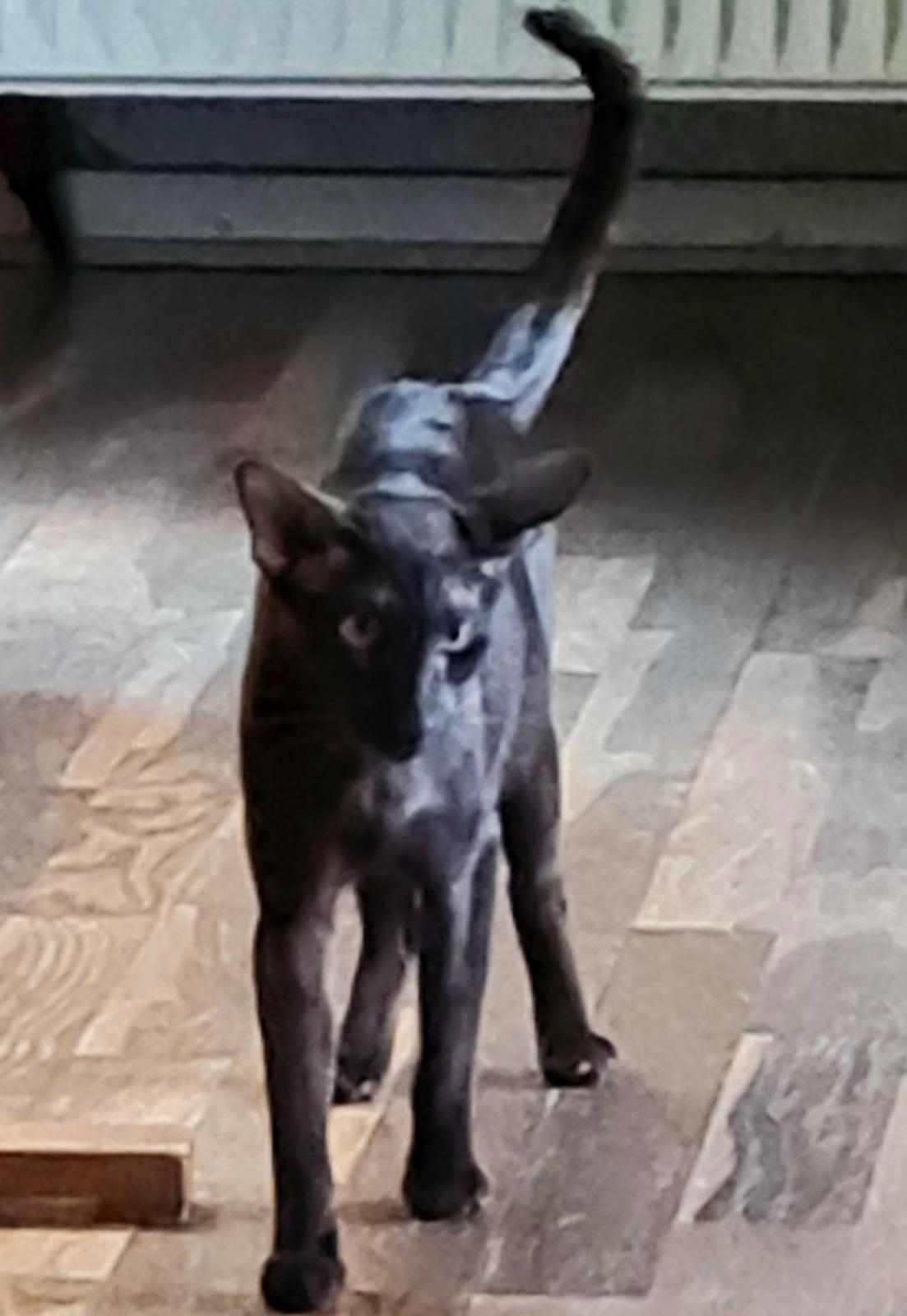 Orientaler Veslegards Cecilia "Cille" billede 4