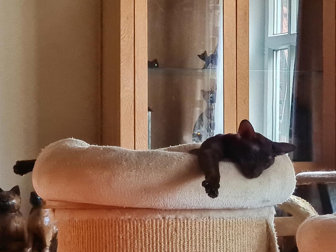 Orientaler Veslegards Cecilia "Cille" billede 5