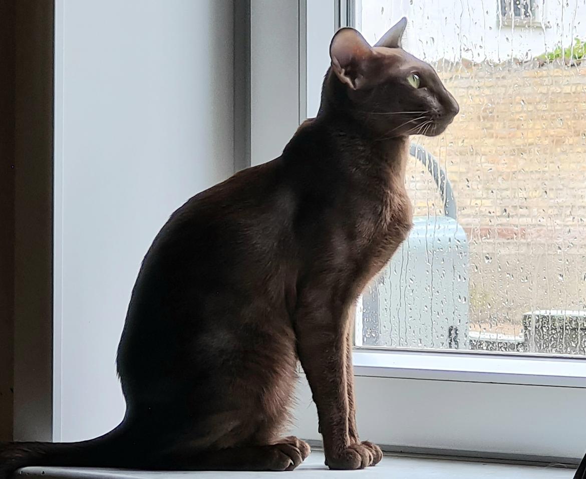 Orientaler Veslegards Cecilia "Cille" billede 11