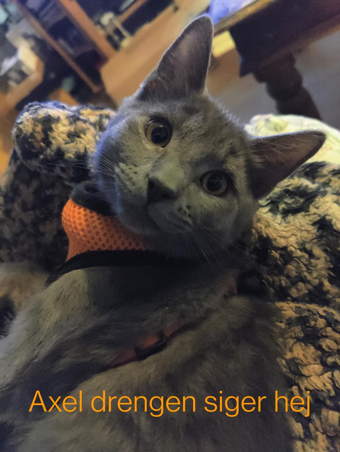 Huskat Axel billede 8
