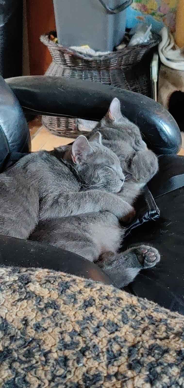 Huskat Axel billede 16