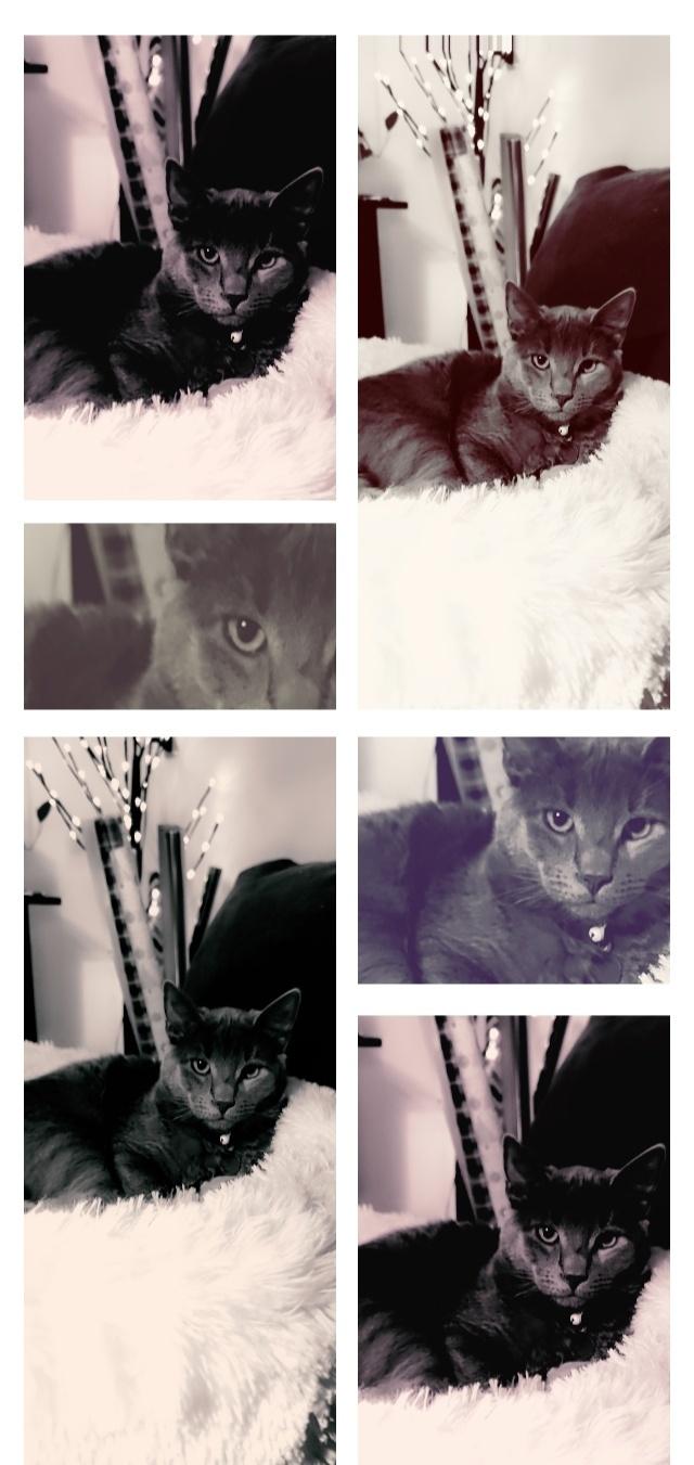 Huskat Axel billede 17