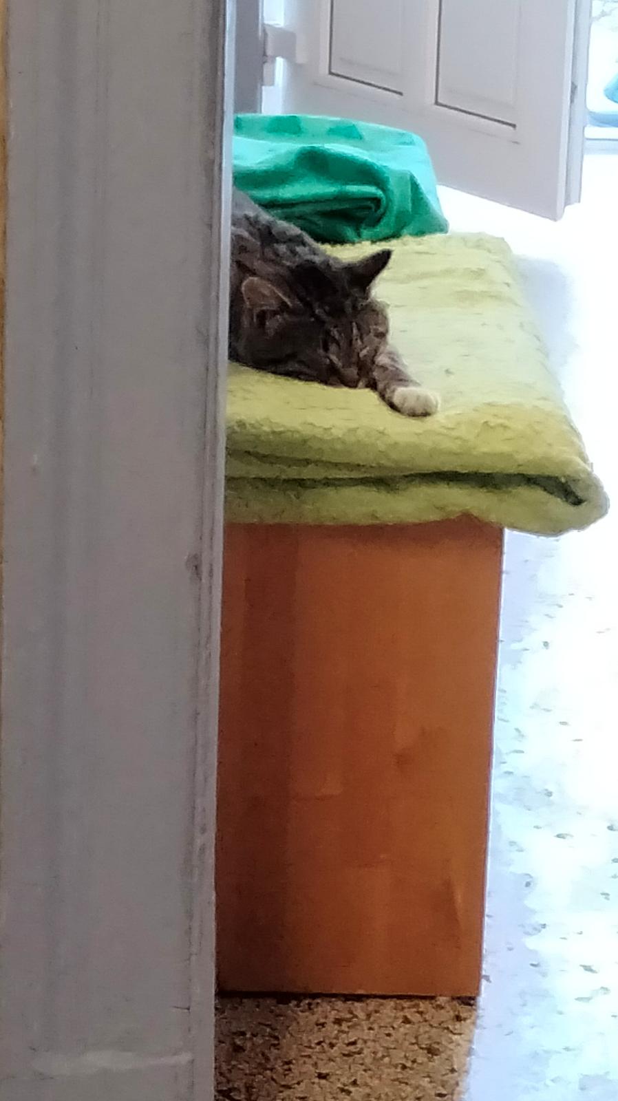 Huskat Lucky billede 50