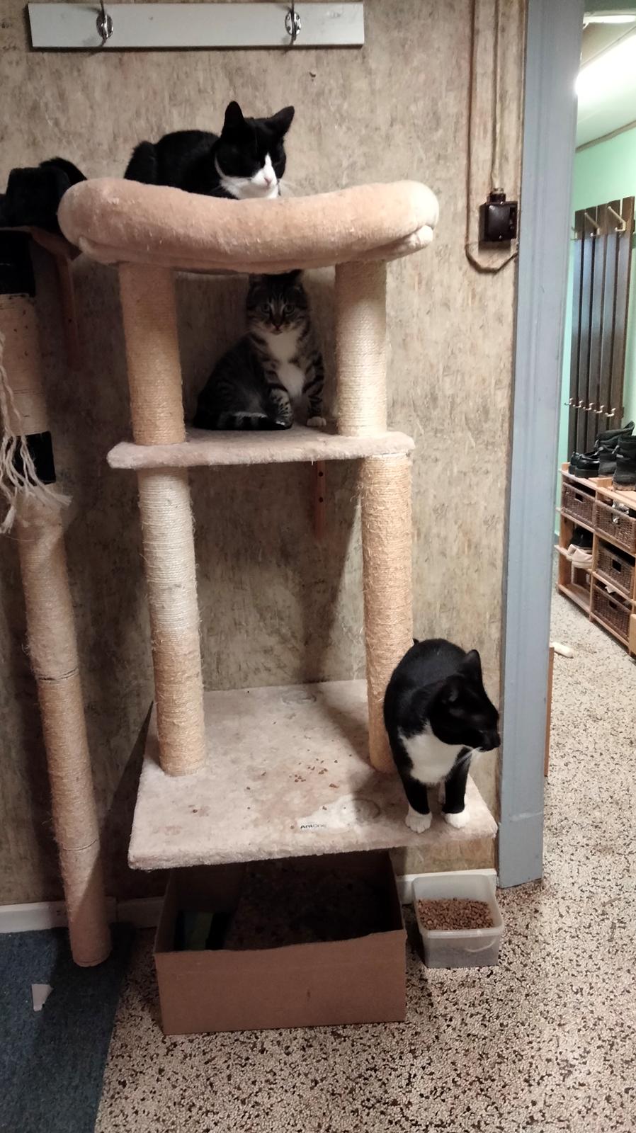 Huskat Lucky billede 49