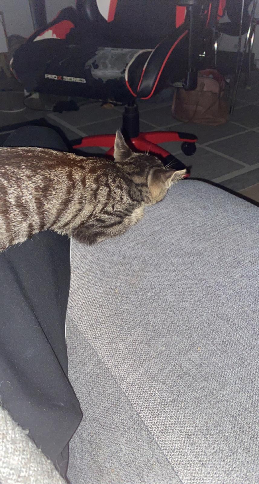 Huskat Fanta billede 5