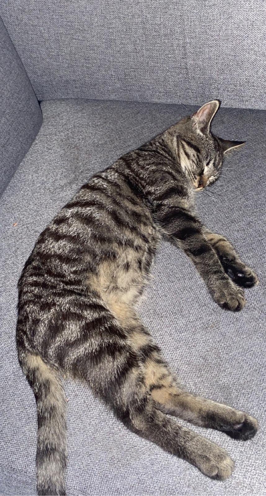 Huskat Fanta billede 13