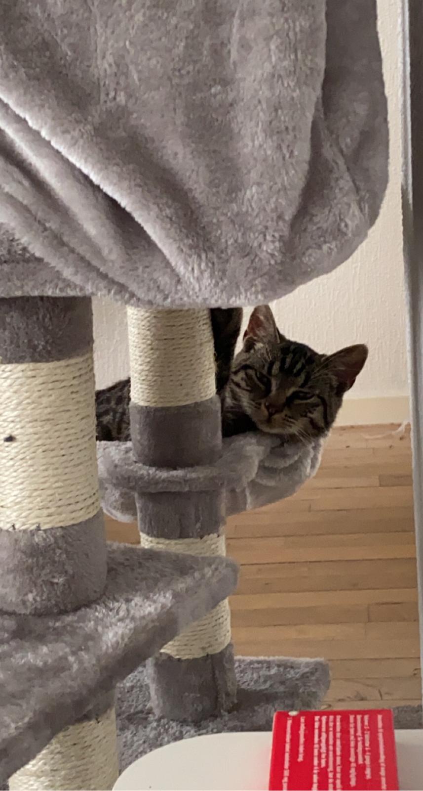 Huskat Fanta billede 17