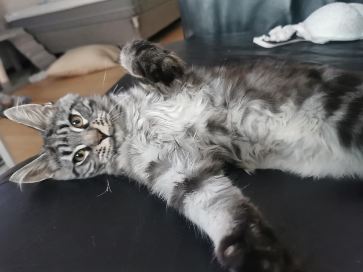 Maine Coon Zarah billede 1