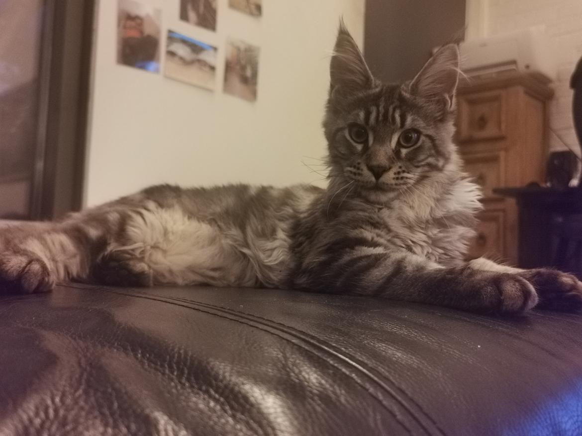 Maine Coon Zarah billede 5