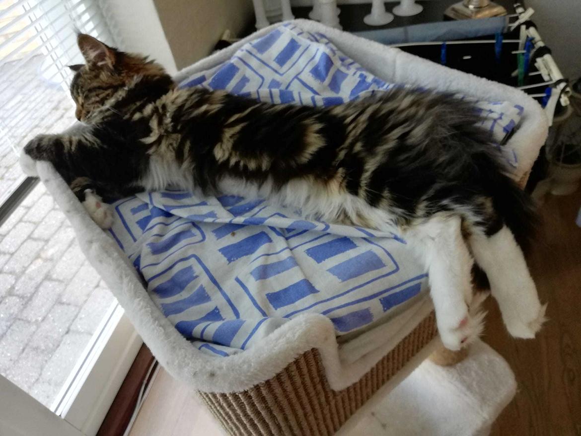 Maine Coon Na'zyia UNIQUE DIAMOND billede 8