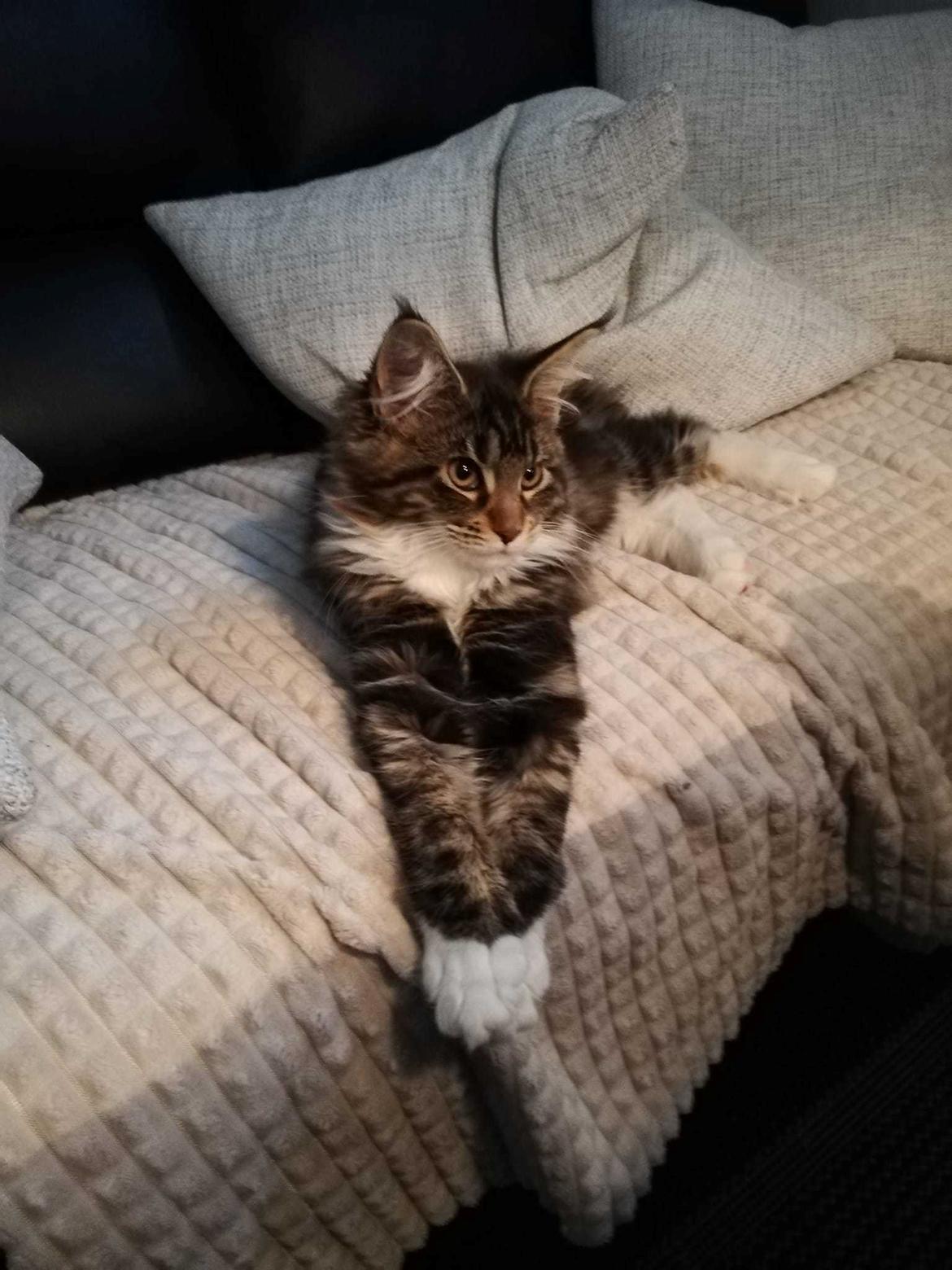 Maine Coon Na'zyia UNIQUE DIAMOND billede 11