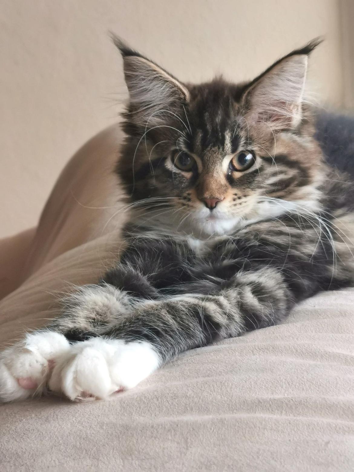 Maine Coon Na'zyia UNIQUE DIAMOND billede 12