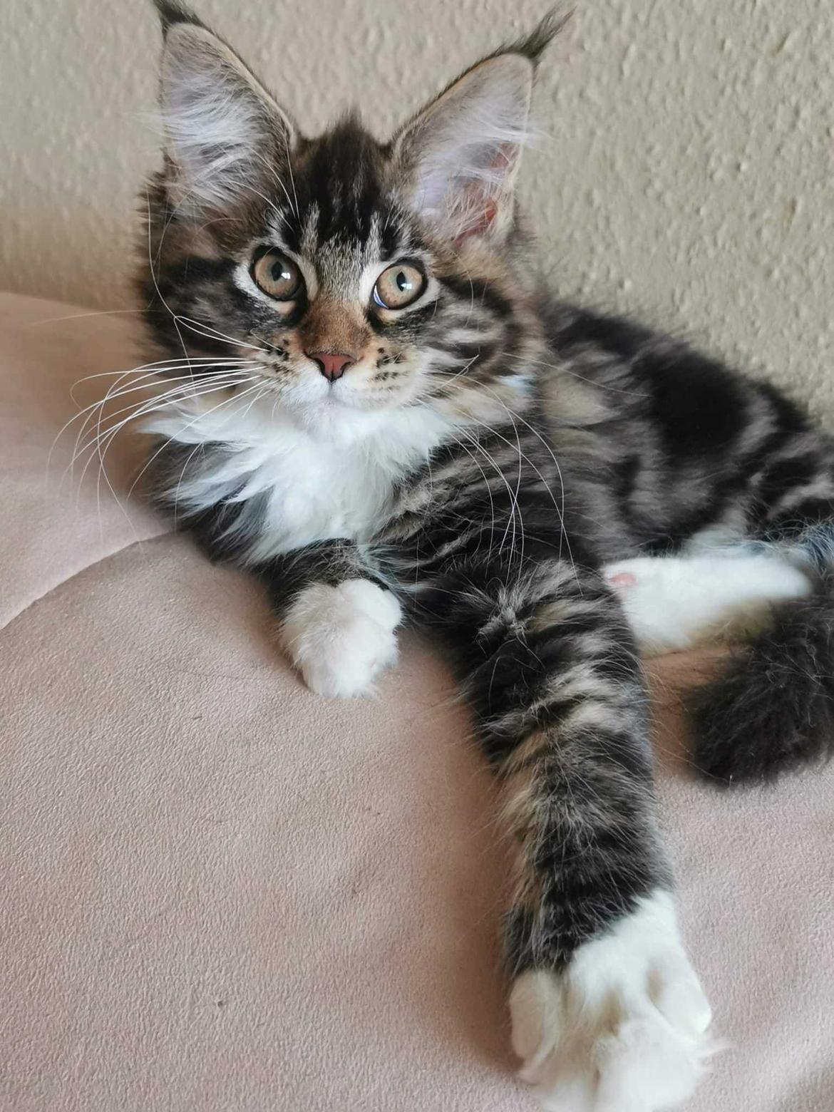 Maine Coon Na'zyia UNIQUE DIAMOND billede 17