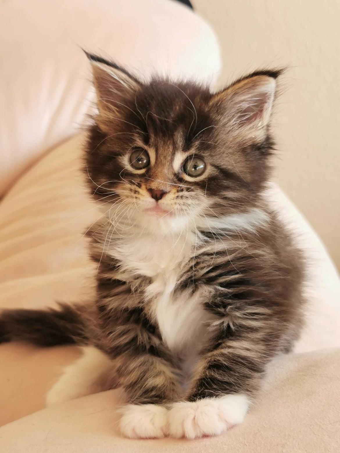 Maine Coon Na'zyia UNIQUE DIAMOND billede 21