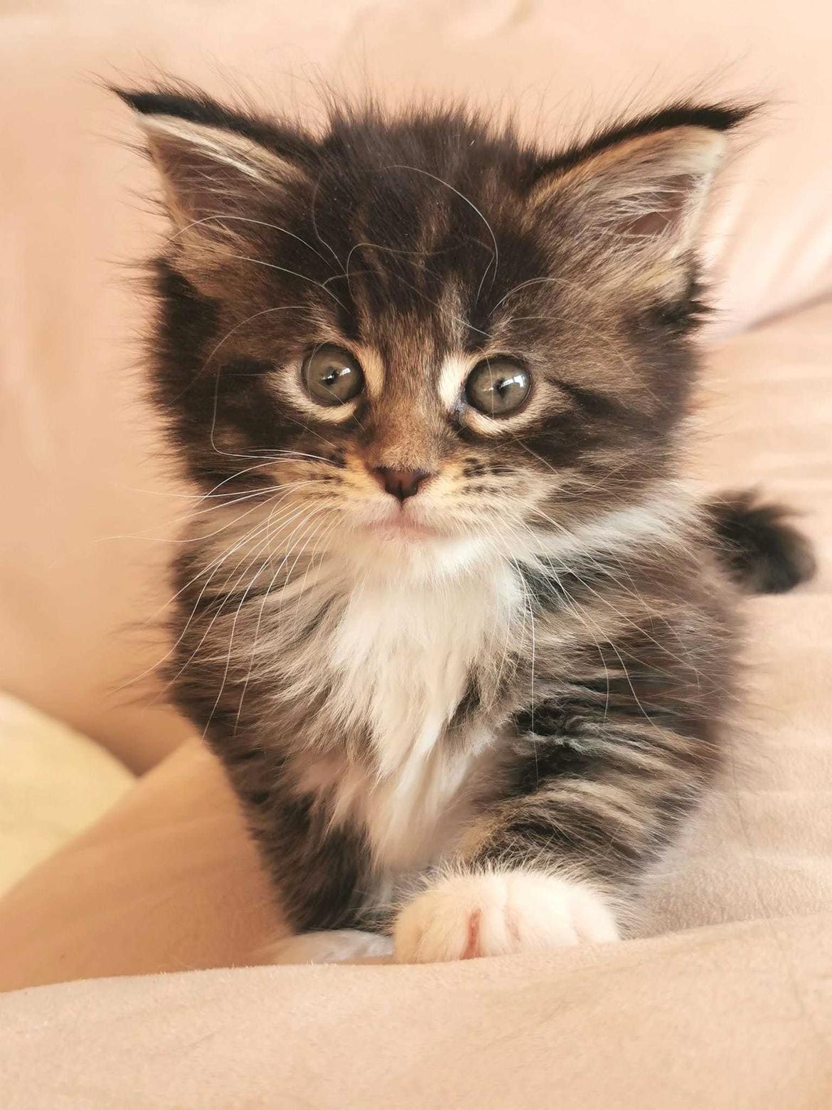 Maine Coon Na'zyia UNIQUE DIAMOND billede 23