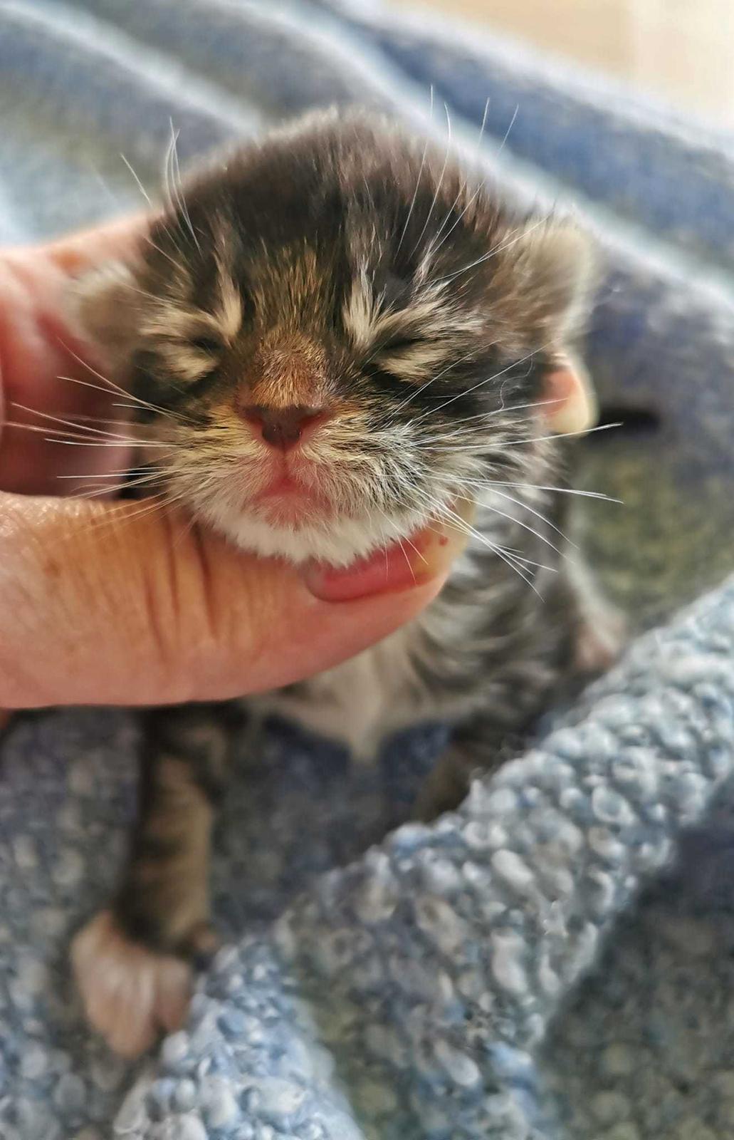 Maine Coon Na'zyia UNIQUE DIAMOND billede 24