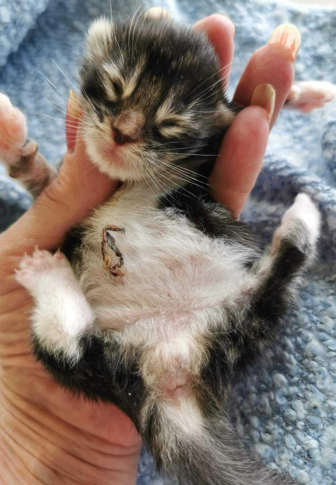 Maine Coon Na'zyia UNIQUE DIAMOND billede 25