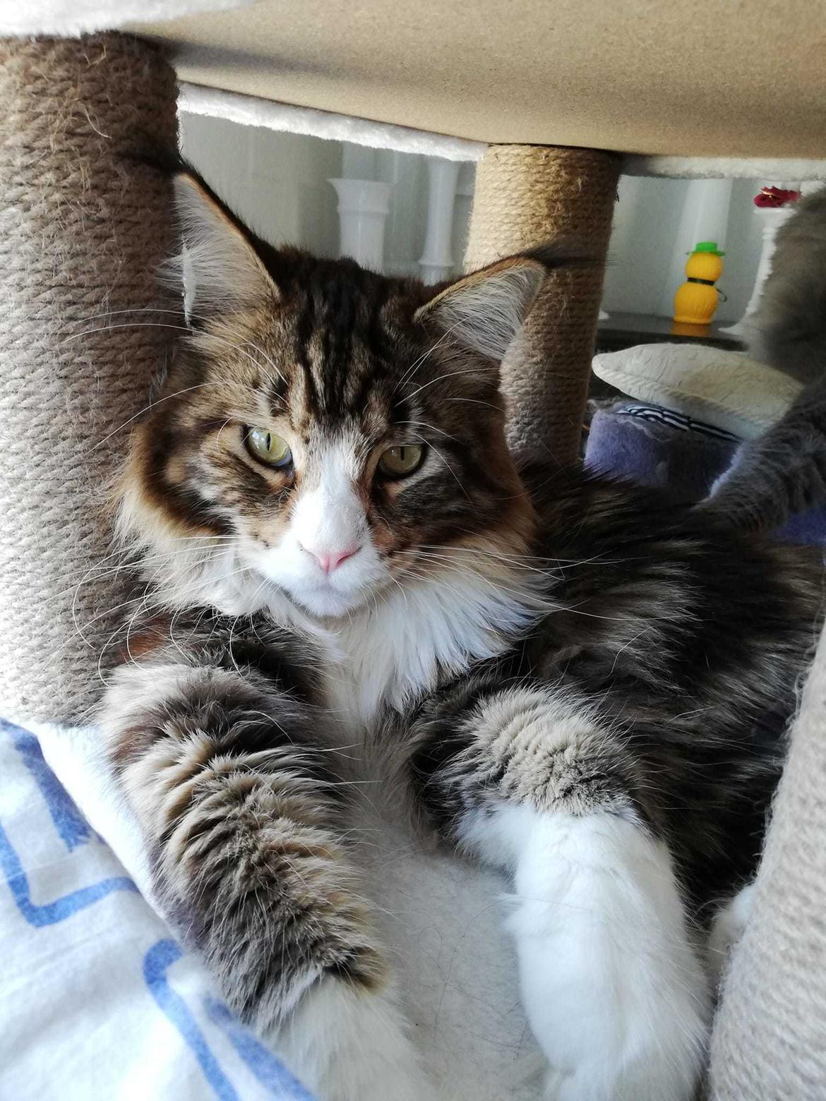 Maine Coon Dk Na'zyia's Zabaione billede 1