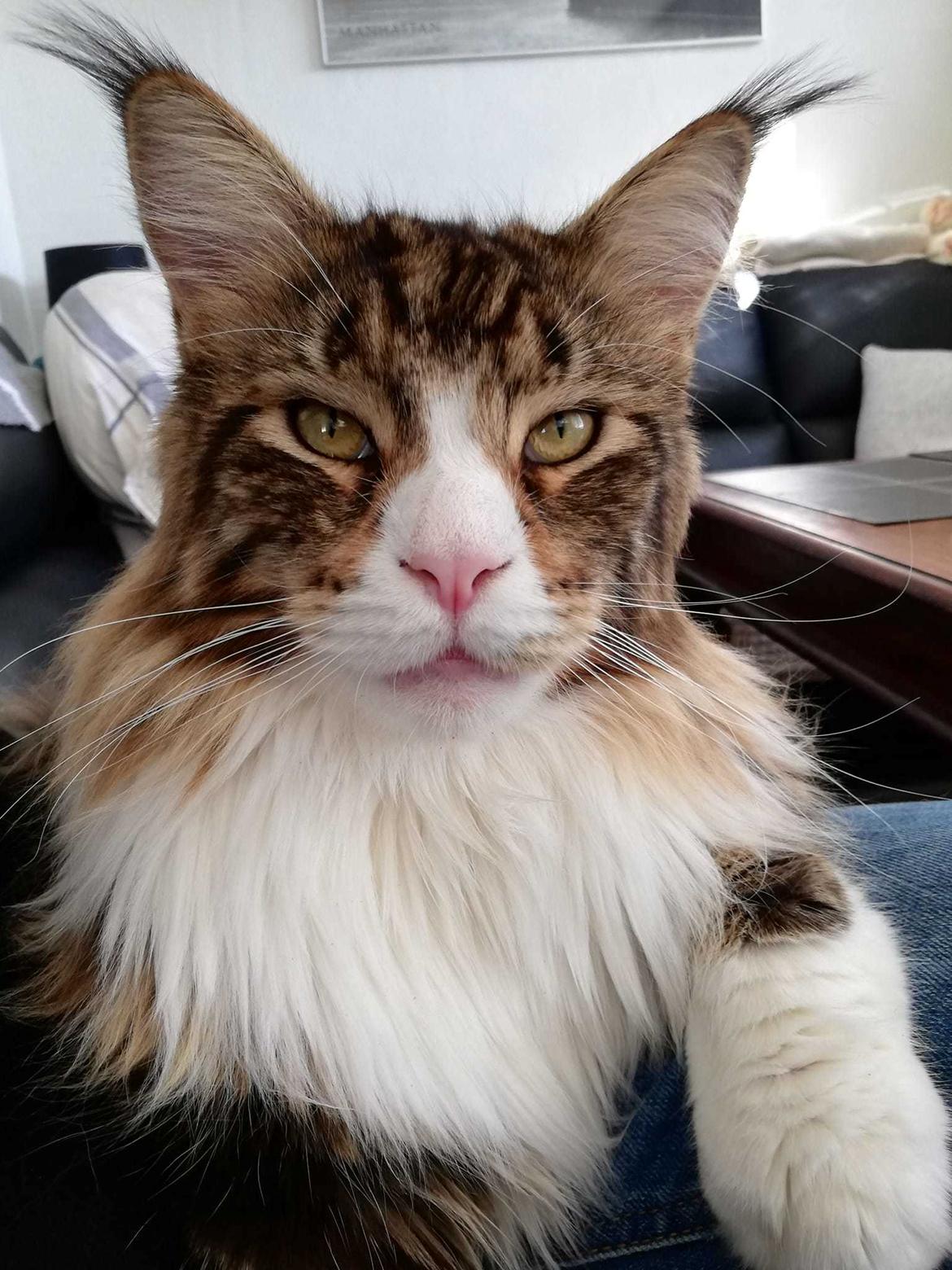 Maine Coon Dk Na'zyia's Zabaione billede 18