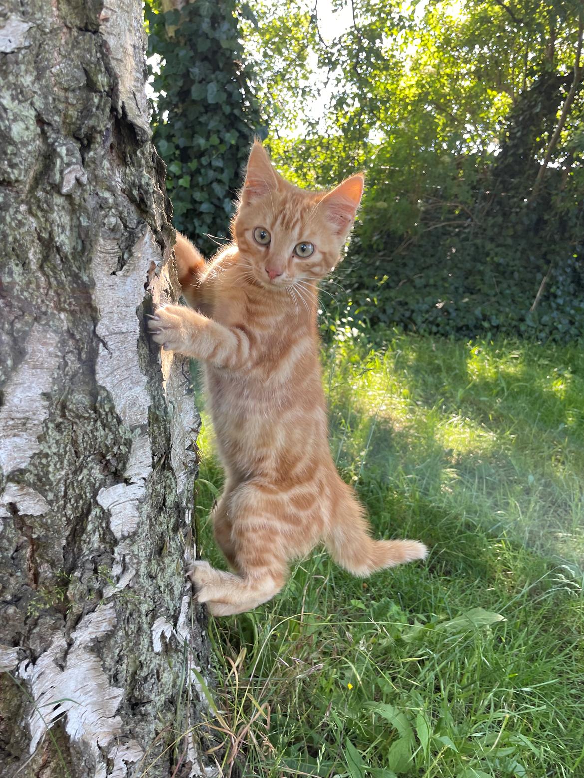 Huskat Manfred billede 7