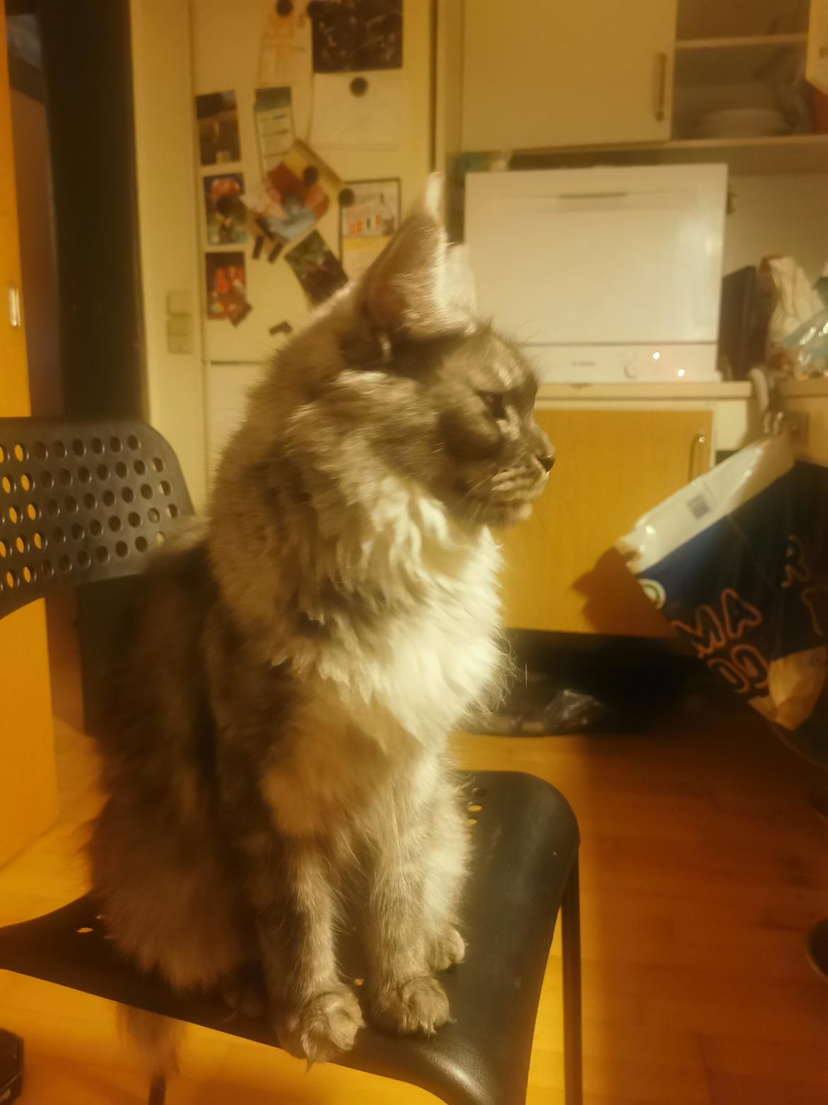 Maine Coon Ofelia aka lilo  billede 2