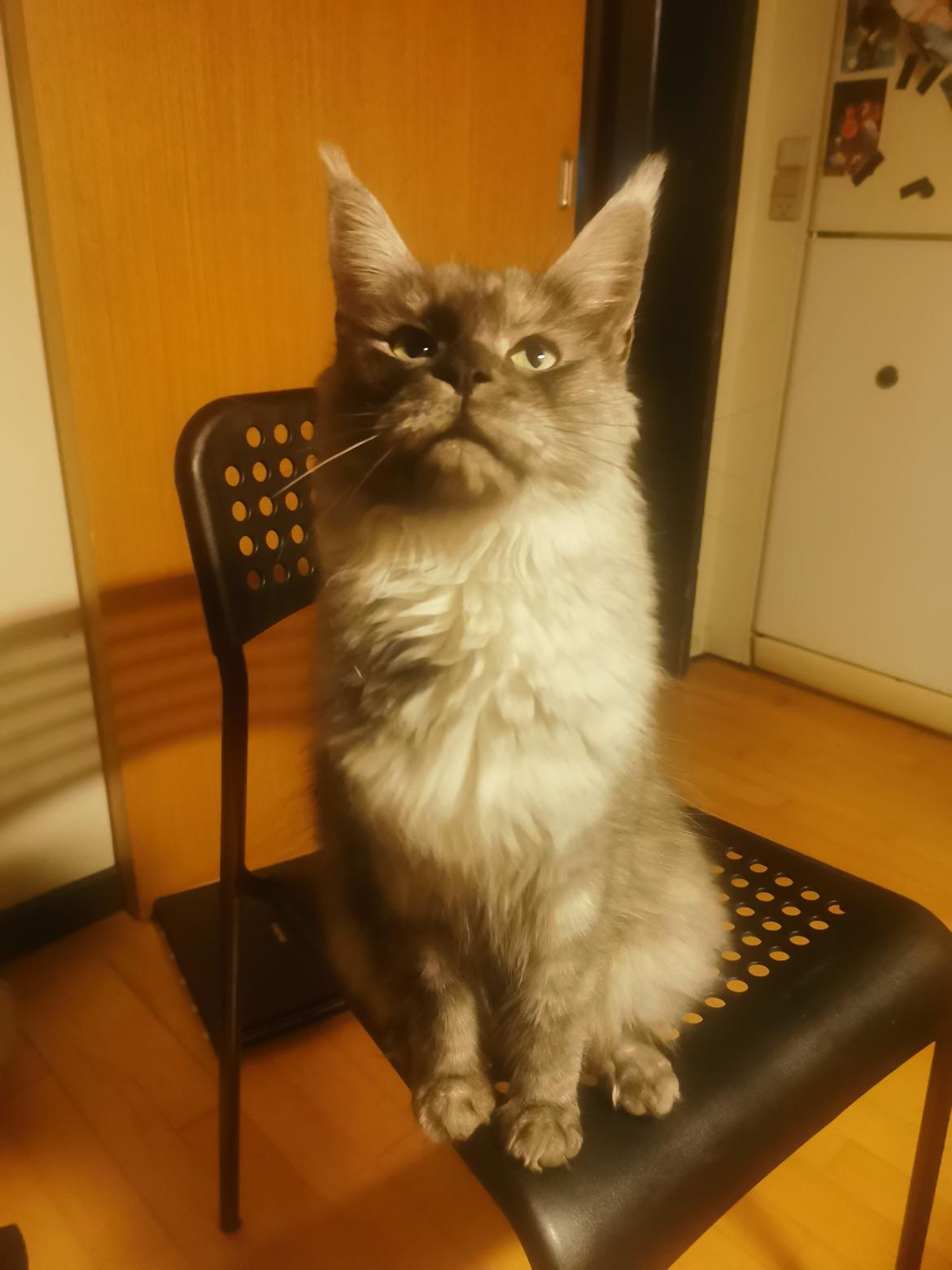 Maine Coon Ofelia aka lilo  billede 3