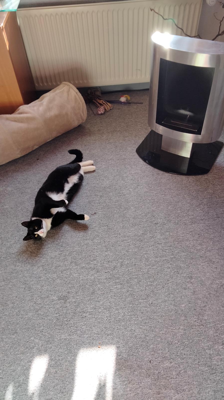 Huskat Nala billede 28
