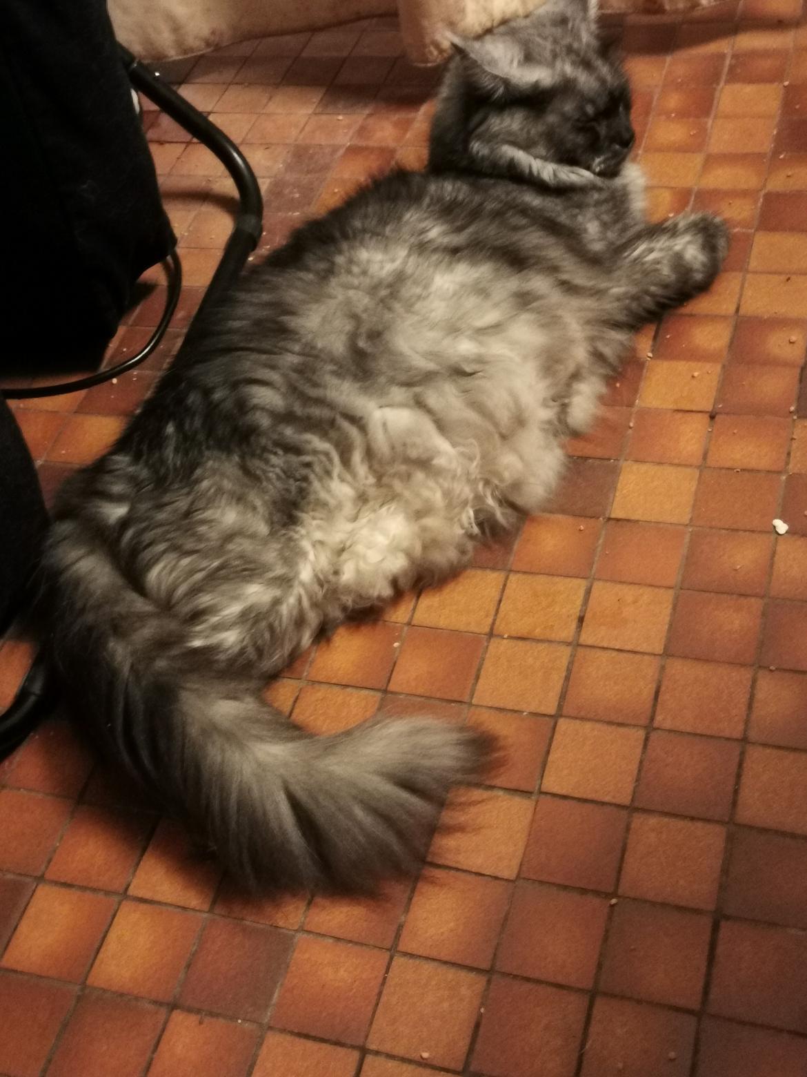 Maine Coon Ofelia aka lilo  billede 9