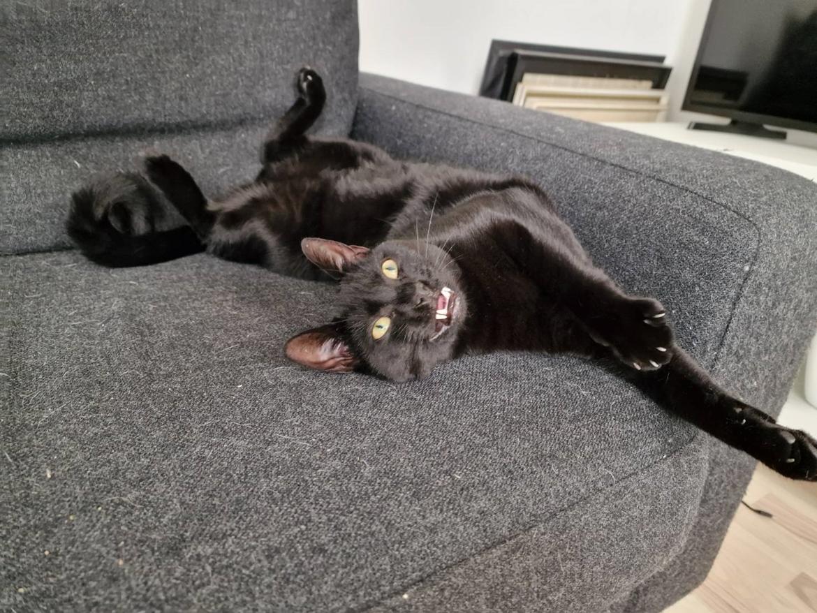 Huskat Flit billede 2