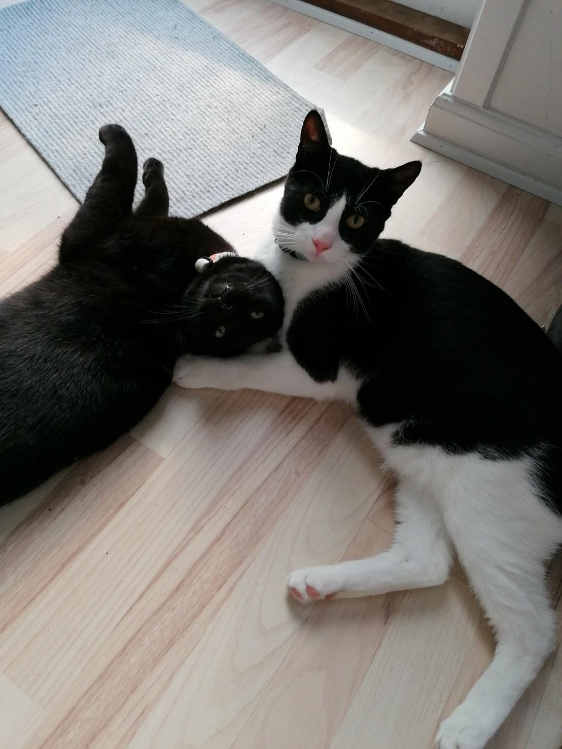 Huskat Flit billede 5