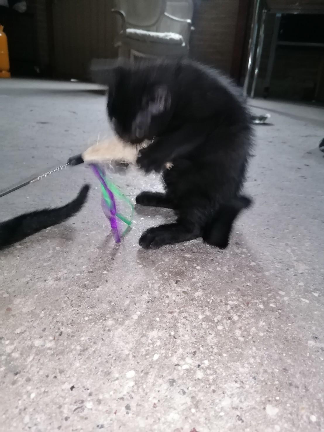 Huskat Flit billede 7