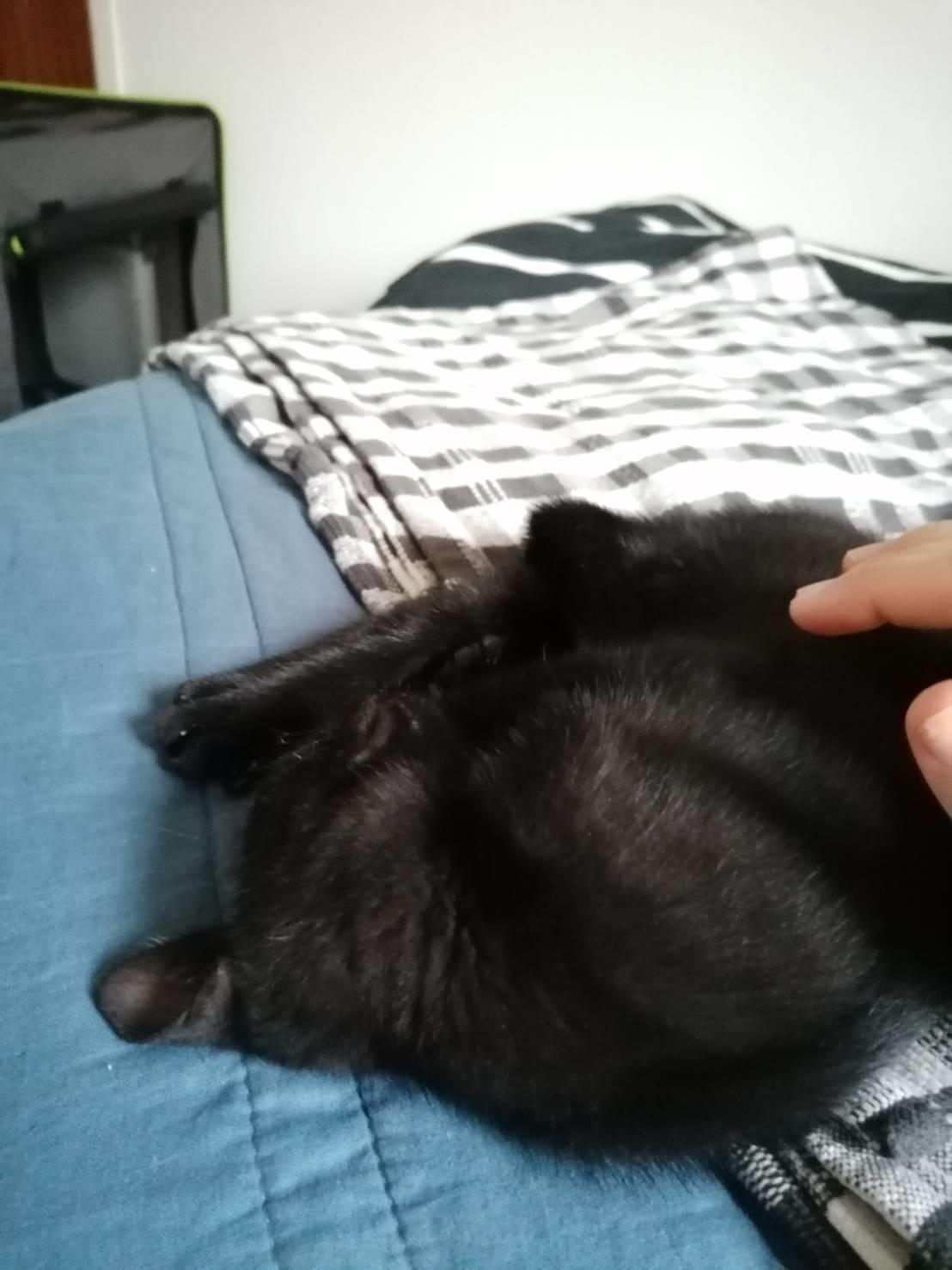 Huskat Flit billede 6