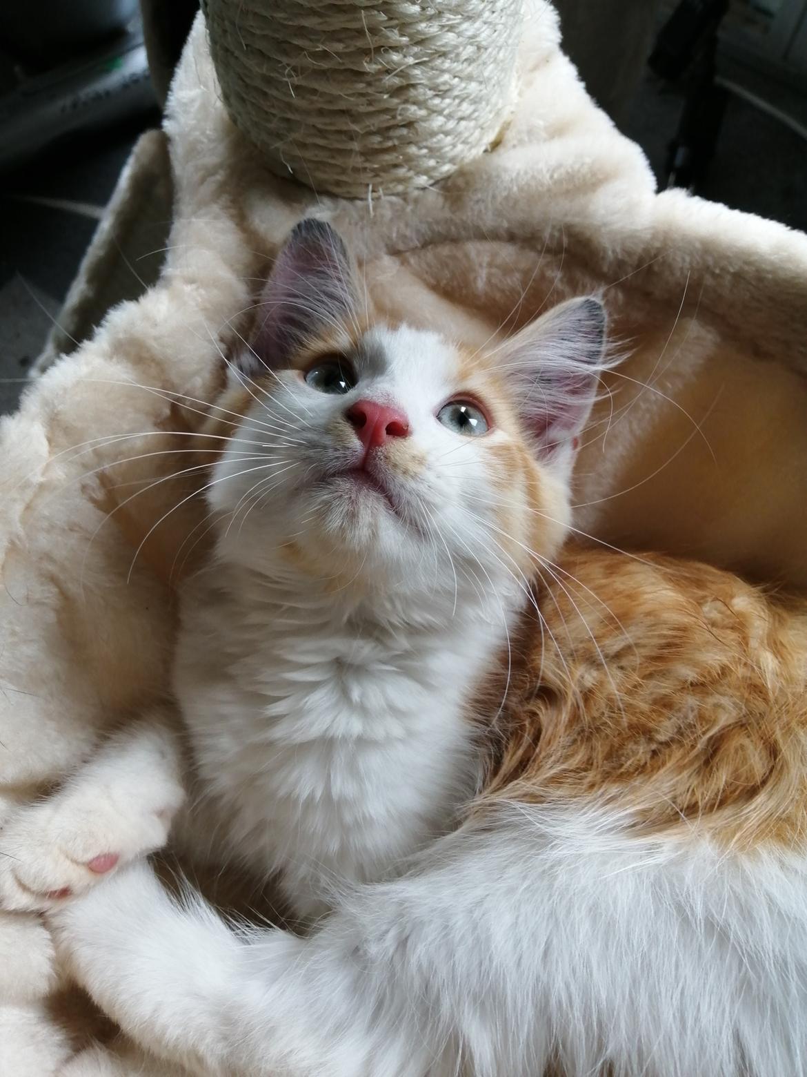 Norsk Skovkat Nemo billede 3