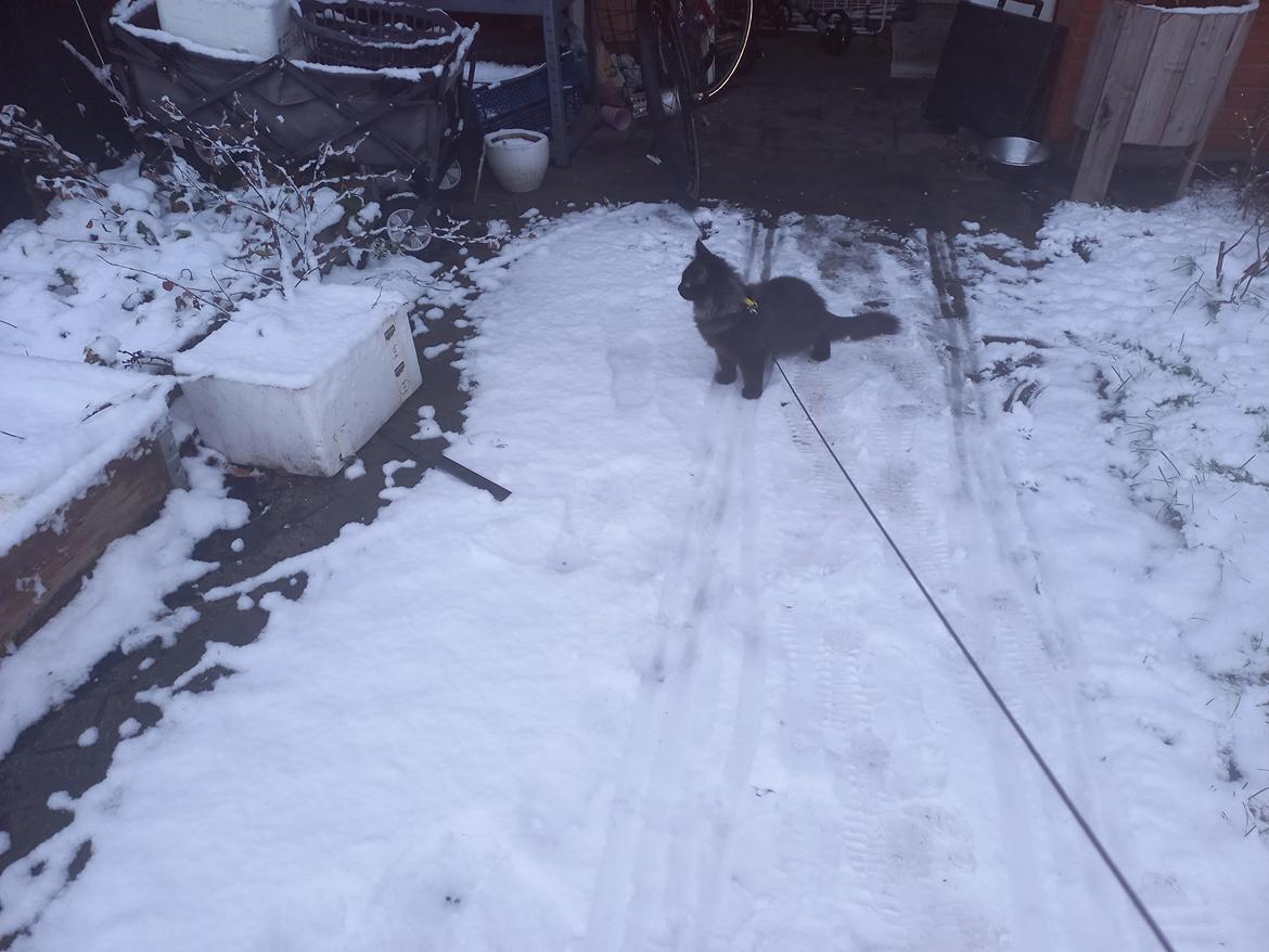 Maine Coon Rex - min første tur ude i sneen  billede 2