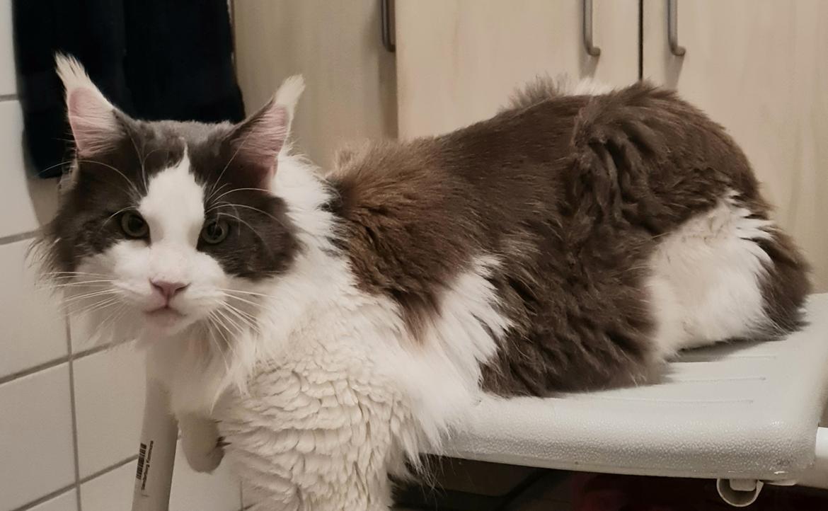 Maine Coon Blackangel's Blue Ghost billede 2