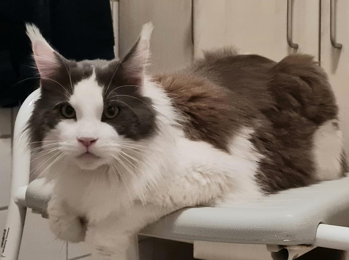 Maine Coon Blackangel's Blue Ghost billede 1