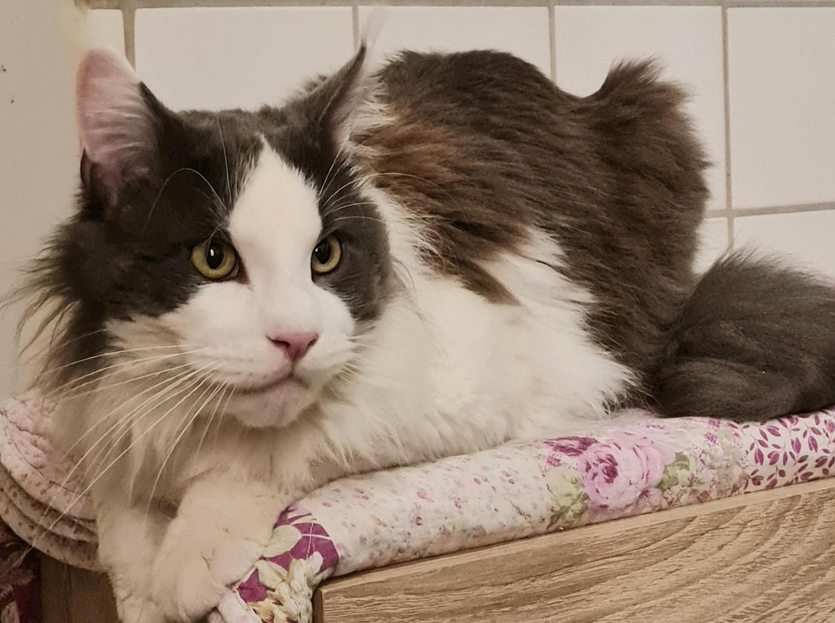 Maine Coon Blackangel's Blue Ghost billede 4