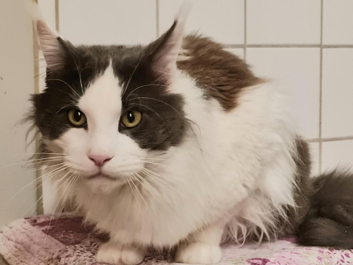 Maine Coon Blackangel's Blue Ghost billede 5