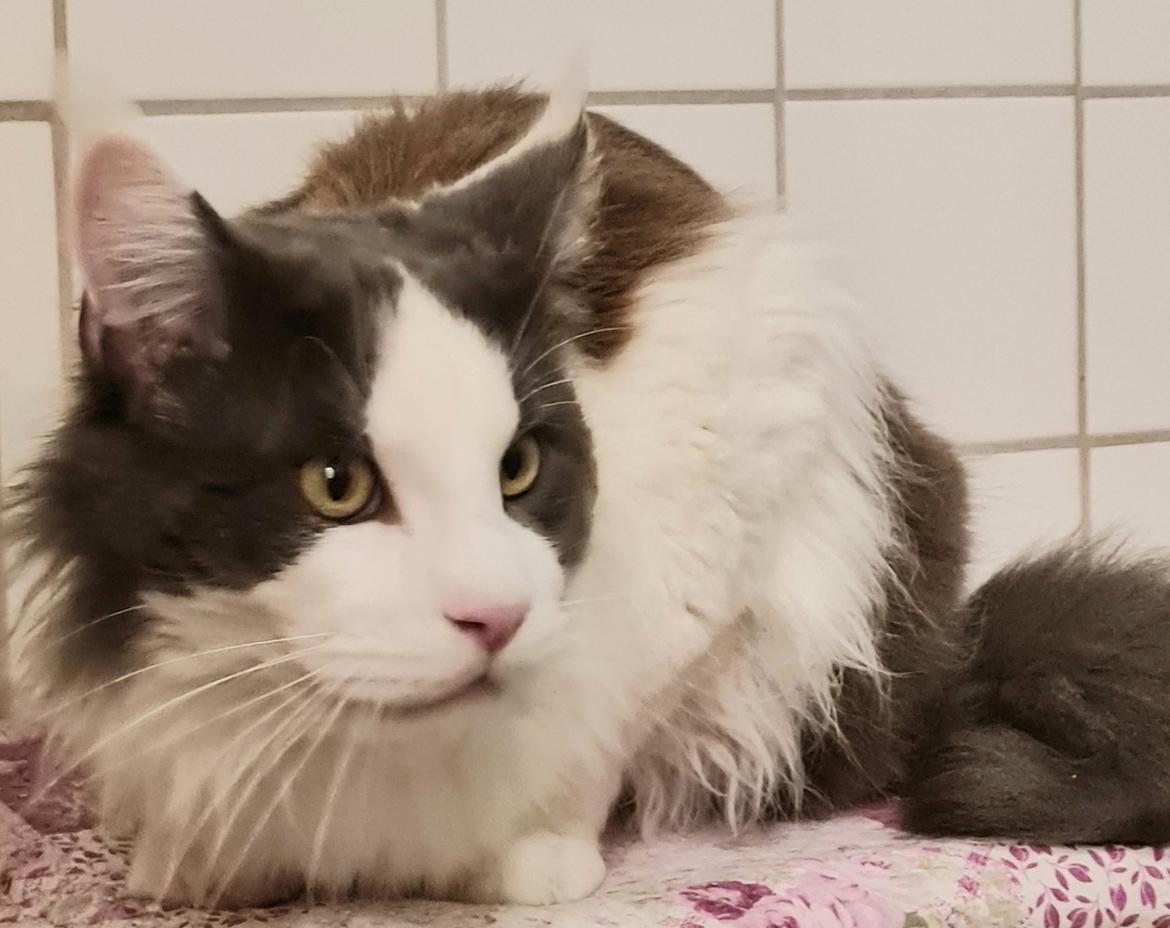 Maine Coon Blackangel's Blue Ghost billede 6