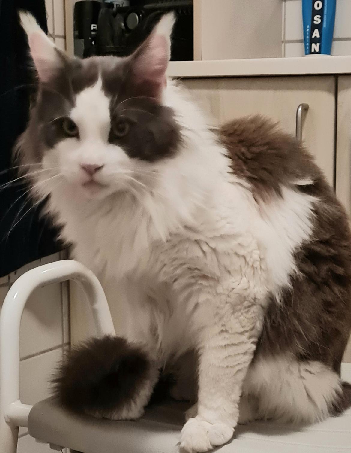 Maine Coon Blackangel's Blue Ghost billede 3