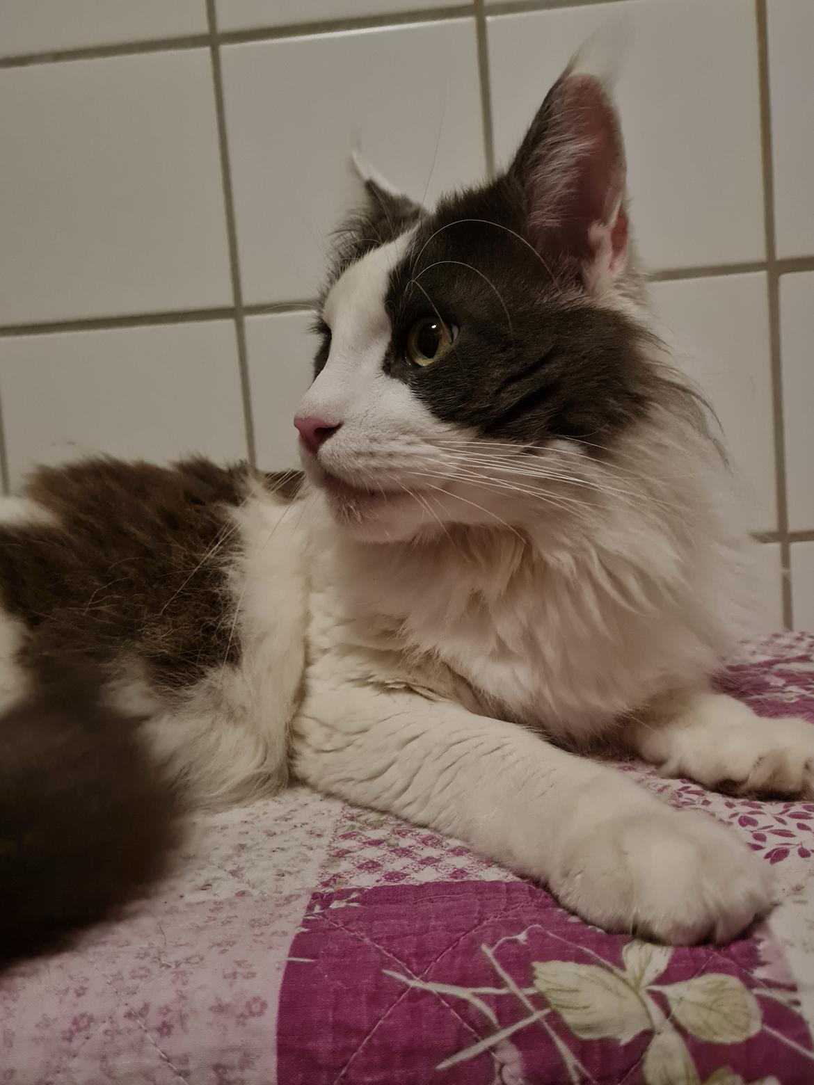 Maine Coon Blackangel's Blue Ghost billede 7