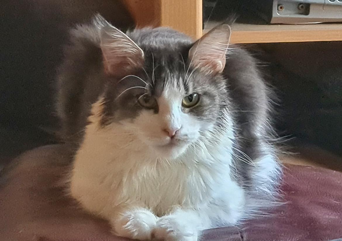 Maine Coon DK Blackangel's Venus billede 6